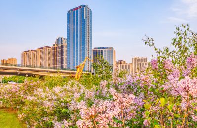 外滩湿地丁香花海