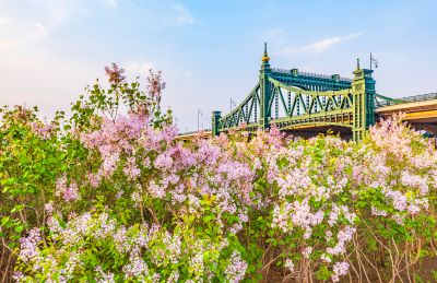 外滩湿地丁香花海