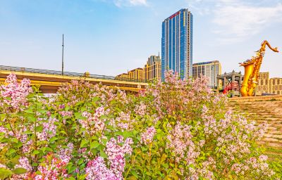 外滩湿地丁香花海