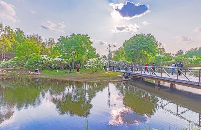 丁香公园丁香花开游人游玩