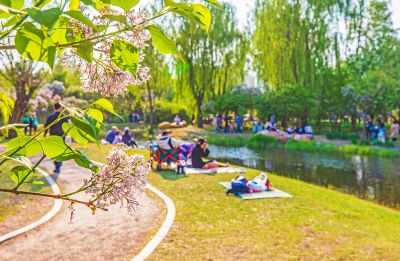 丁香公园丁香花开游人游玩