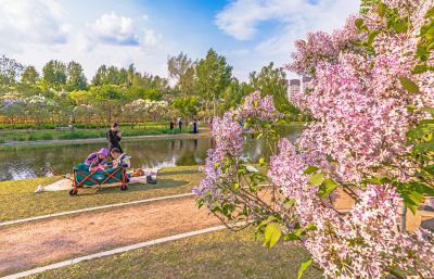 丁香公园丁香花开游人游玩