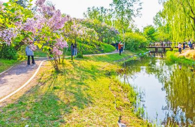 丁香公园丁香花开游人游玩
