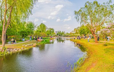 丁香公园丁香花开游人游玩