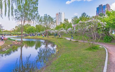 丁香公园丁香花开游人游玩