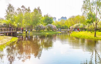 丁香公园丁香花开游人游玩
