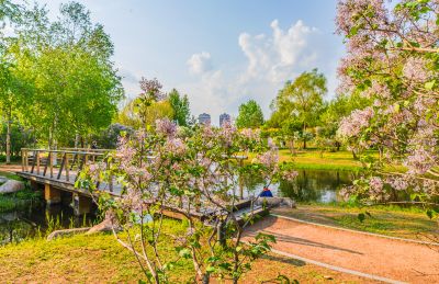 丁香公园丁香花开游人游玩