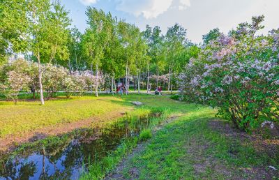 丁香公园丁香花开游人游玩