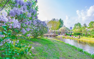 丁香公园丁香花开游人游玩
