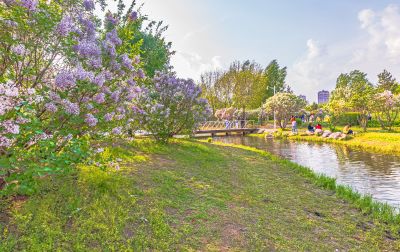 丁香公园丁香花开游人游玩