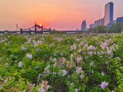 2025年5月21日阳明滩湿地春天丁香花海