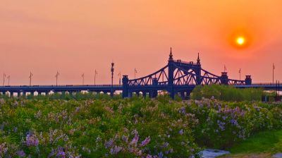 2025年5月21日阳明滩湿地春天丁香花海