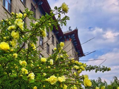 2025年5月17日工哈尔滨工程大学黄刺玫开花