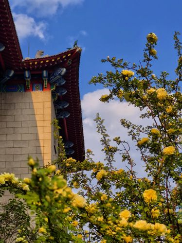 2025年5月17日工哈尔滨工程大学黄刺玫开花