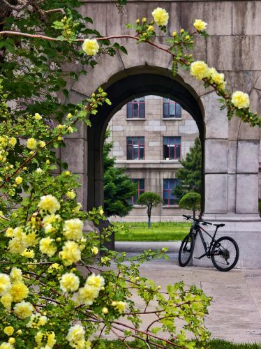 2025年5月17日工哈尔滨工程大学黄刺玫开花