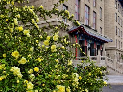 2025年5月17日工哈尔滨工程大学黄刺玫开花