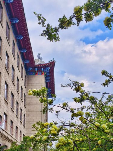 2025年5月17日工哈尔滨工程大学黄刺玫开花
