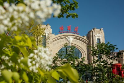 哈尔滨火车站广场丁香花开