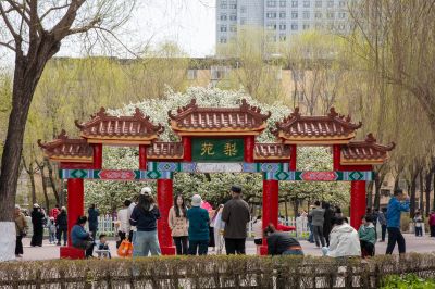 古梨园花开