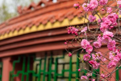 春季古梨园榆叶梅花开