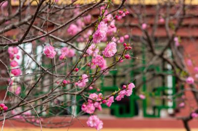 春季古梨园榆叶梅花开