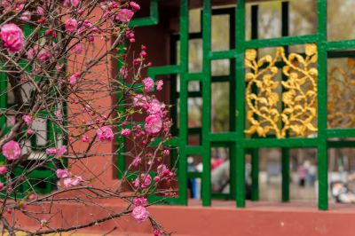 春季古梨园榆叶梅花开