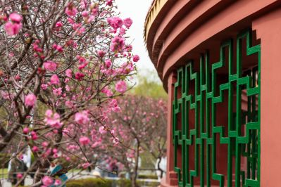 春季古梨园榆叶梅花开