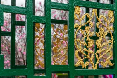 春季古梨园榆叶梅花开