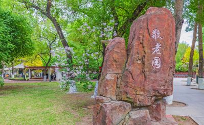哈尔滨文化公园牡丹花