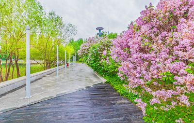 春天的体育公园丁香花