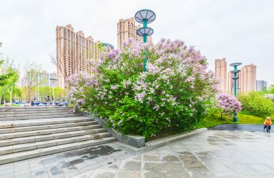 春天的体育公园丁香花