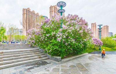 春天的体育公园丁香花