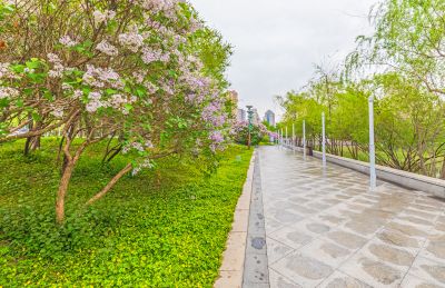 春天的体育公园丁香花