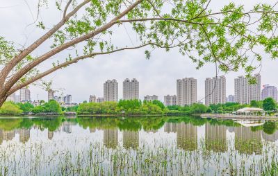 春天的体育公园丁香花