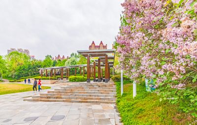 春天的体育公园丁香花