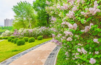春天的体育公园丁香花