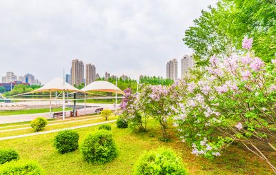 春天的体育公园丁香花