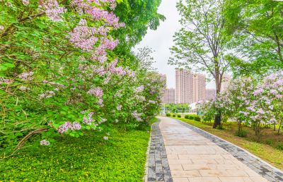 春天的体育公园丁香花