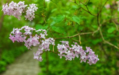 春天的体育公园丁香花