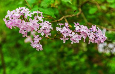 春天的体育公园丁香花