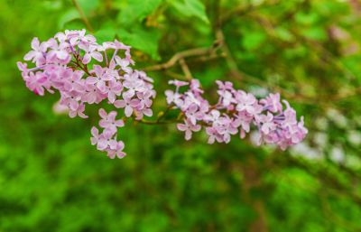 春天的体育公园丁香花