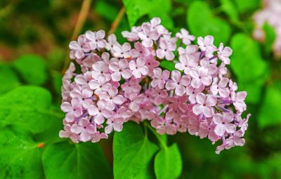 春天的体育公园丁香花