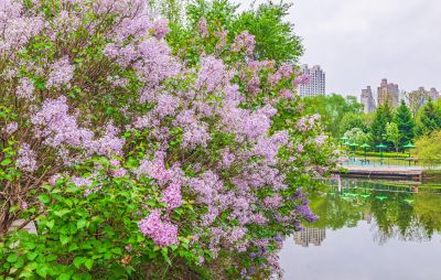 春天的体育公园丁香花