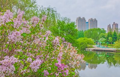春天的体育公园丁香花