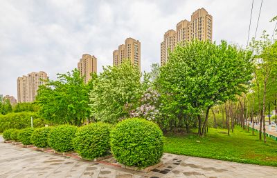 春天的体育公园丁香花