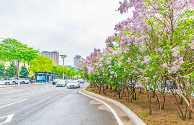 春天的体育公园丁香花