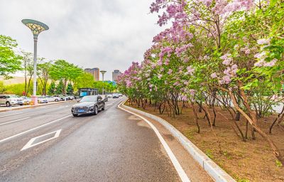 春天的体育公园丁香花