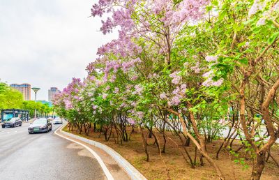 春天的体育公园丁香花
