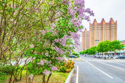 春天的体育公园丁香花