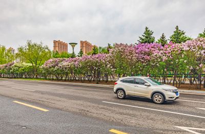 春天的体育公园丁香花